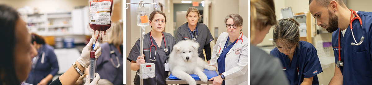 Emergency And Critical Care Cornell University Veterinary Specialists Stamford Ct 7326